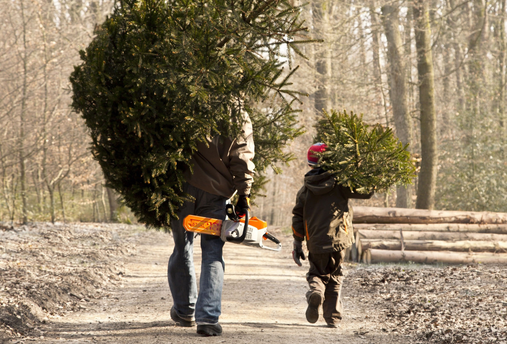 Vater und Sohn holen den Weihnachtsbaum